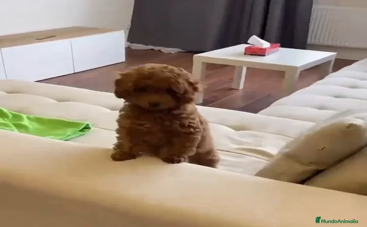Caniche Enano perros - Anuncio 13