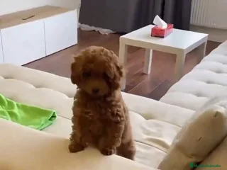 Caniche Enano perros - Anuncio 24
