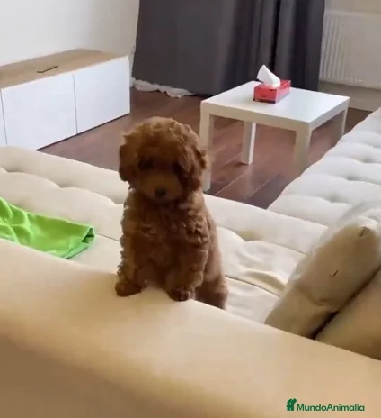 Caniche Enano perros - Anuncio 2