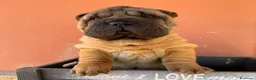 Shar Pei perros en venta: CACHORRITO SHAR PEI - Anuncio 3