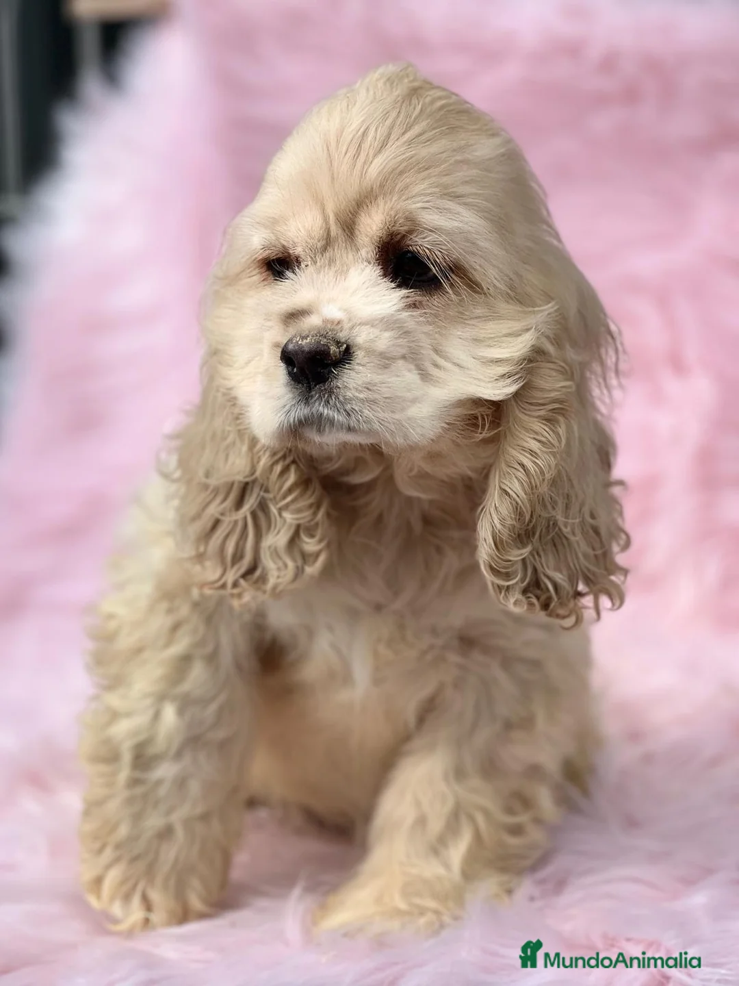 Cocker Spaniel Americano perros en venta: Cocker americano  en Barcelona - Anuncio 5