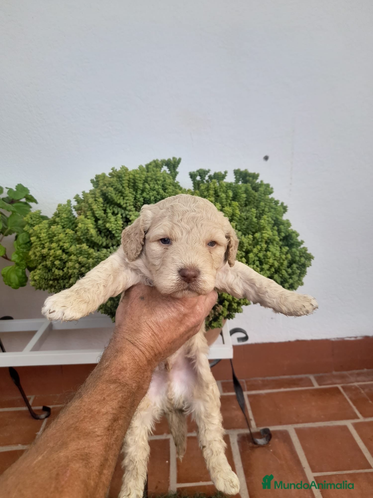 Perro de Agua Español perros en venta: Excelente camada Perro de Agua Español  - Anuncio 2