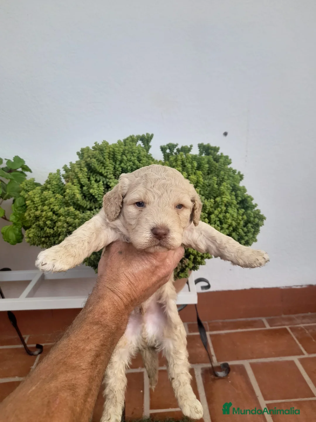 Perro de Agua Español perros en venta: Excelente camada Perro de Agua Español  - Anuncio 1