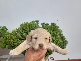 Perro de Agua Español perros en venta: Excelente camada Perro de Agua Español - Anuncio 2