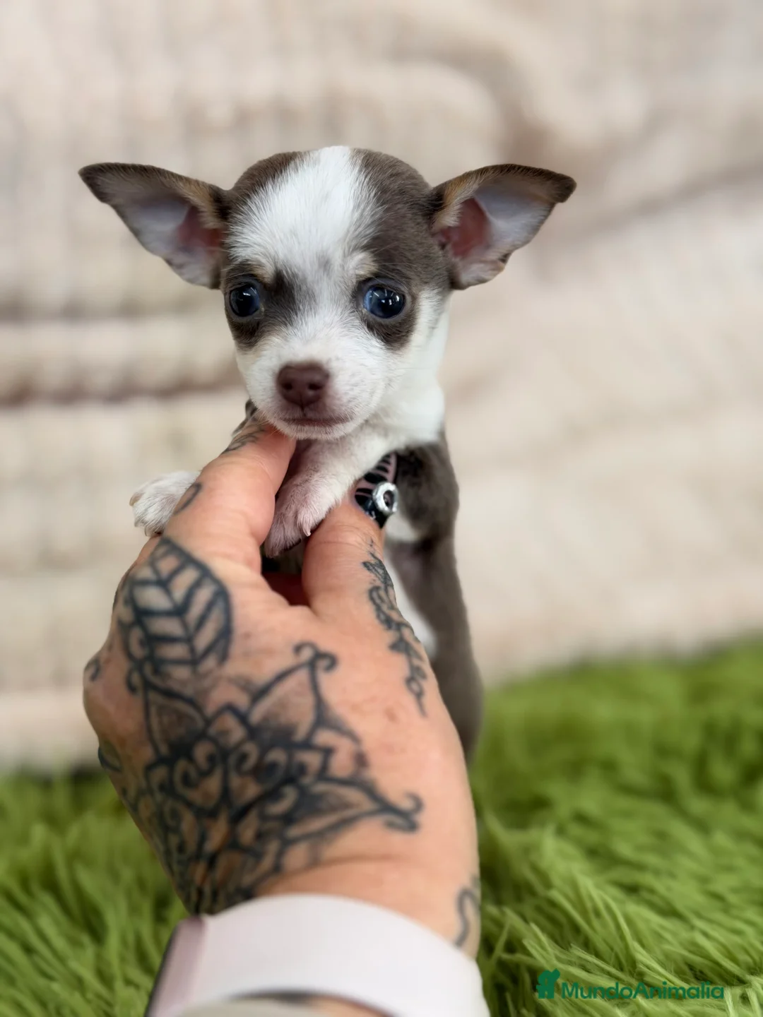 Chihuahua perros en venta: Chihuahua Minitoy  - Anuncio 1