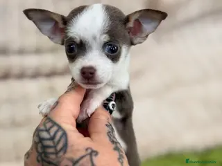 Chihuahua perros Chihuahua Minitoy - Anuncio 4