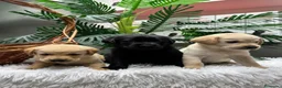 Labrador Retriever perros en venta: LABRADOR RETRIEVER - Anuncio 8