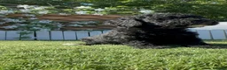 Perro de Agua Español perros en venta: PERRO DE AGUA ESPAÑOL - Anuncio 4