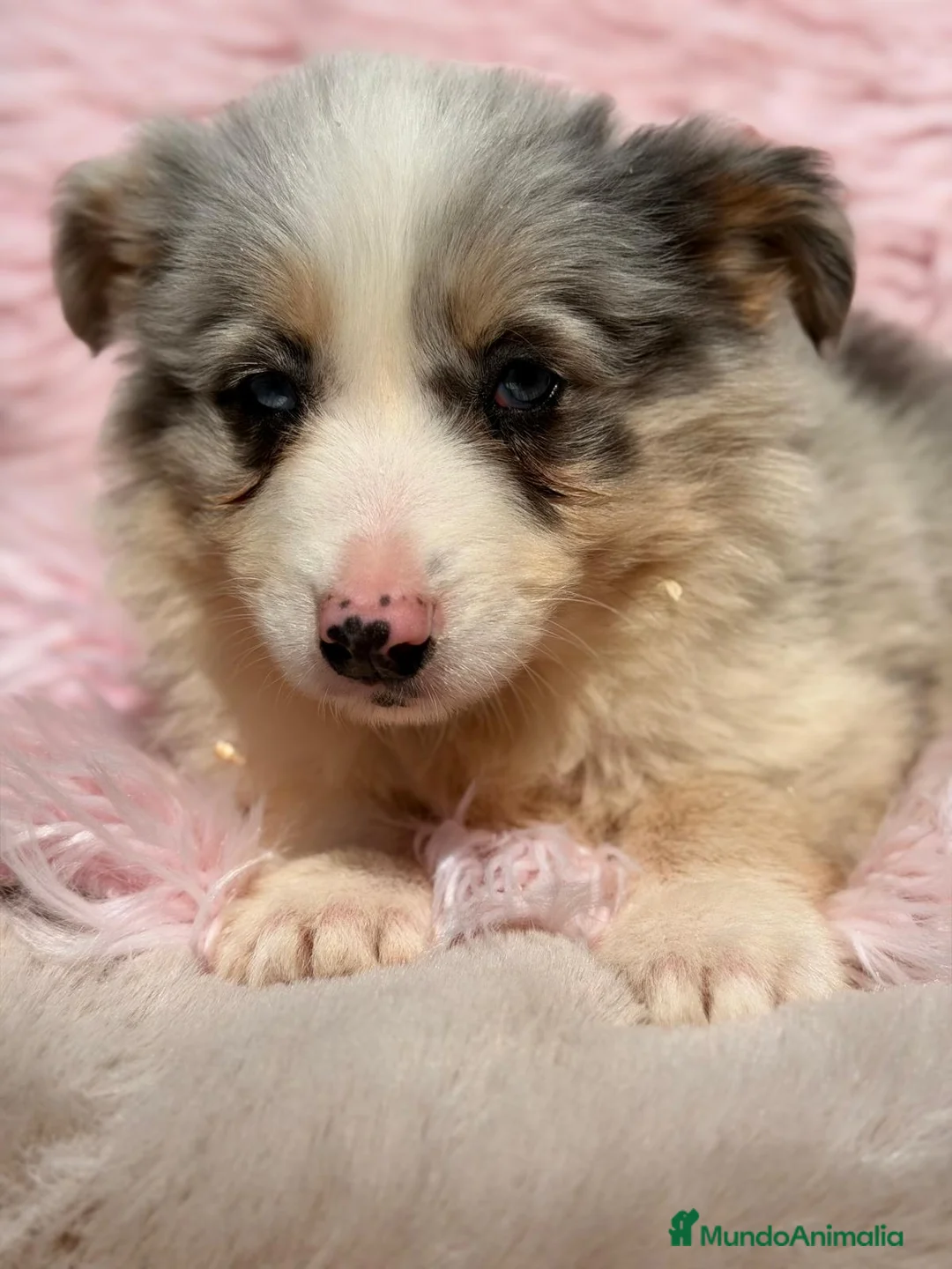 Border Collie perros en venta: BORDER COLLIE HEMBRA MERLE - Anuncio 5