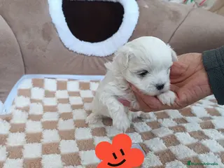 Bichón Maltés perros BICHÓN MALTES HEMBRITA TOY - Anuncio 31
