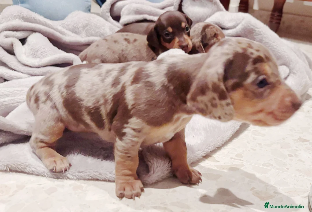 Teckel Miniatura perros en venta: Teckel mini  - Anuncio 3