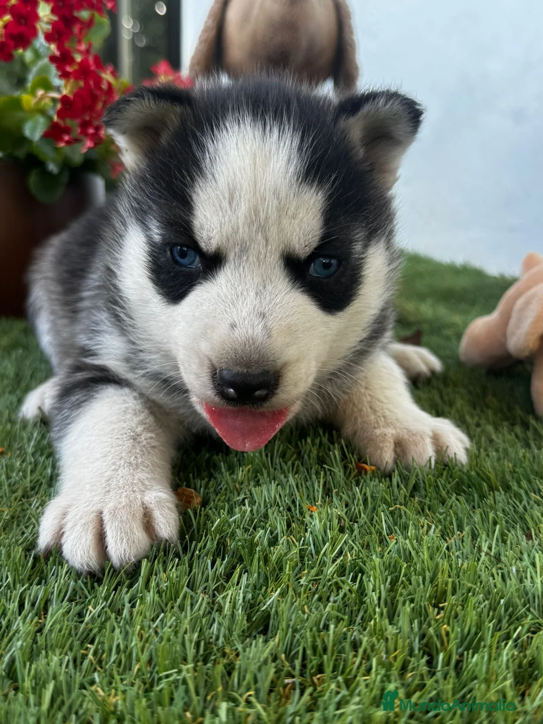 Husky Siberiano perros en venta: Husky siberiano  - Anuncio 1