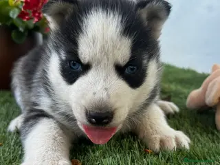 Husky Siberiano perros Husky siberiano - Anuncio 2