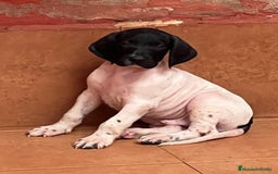 Braco Alemán de Pelo Corto perros en venta: Braco Alemán Macho - Imagen 1