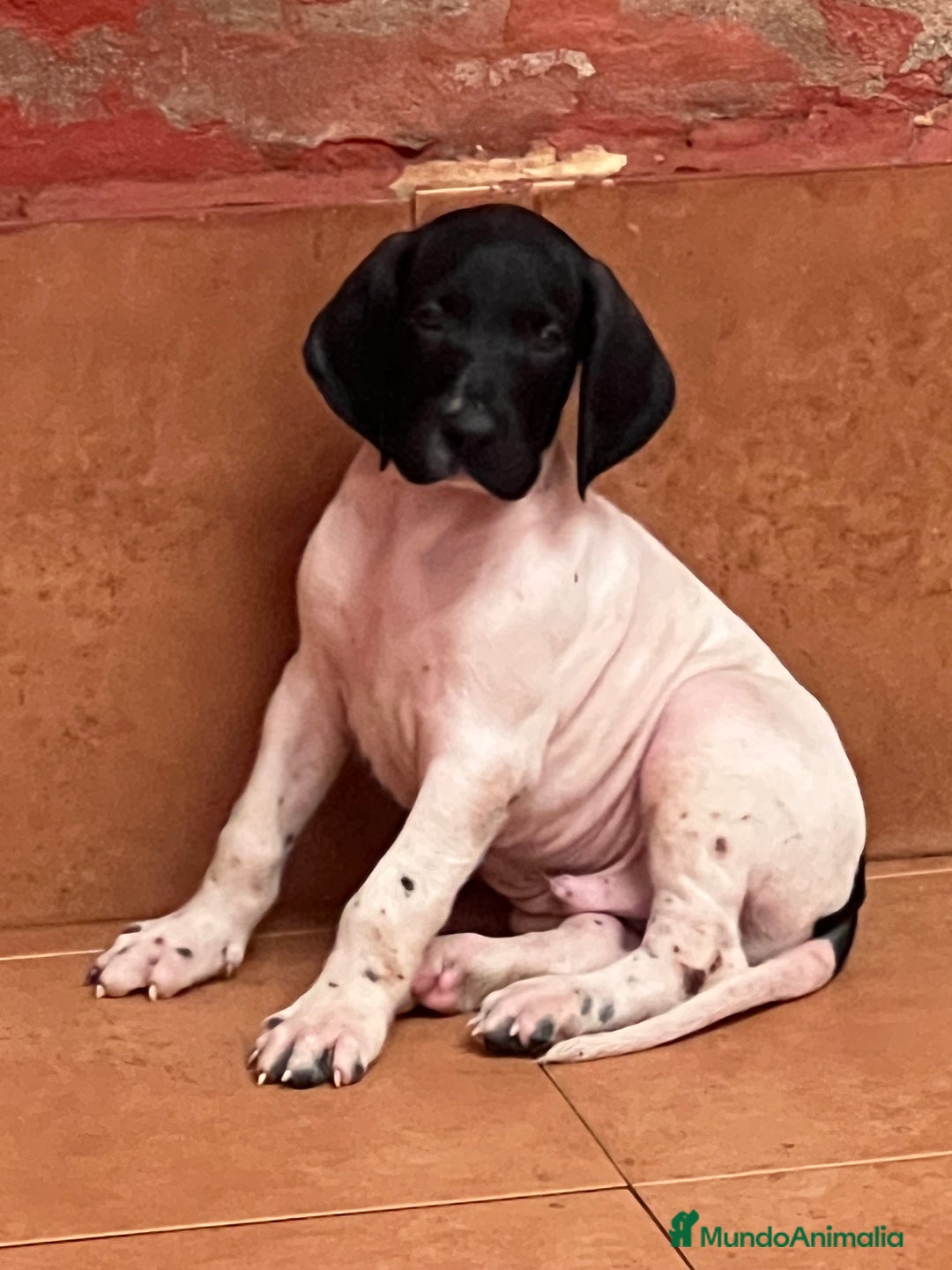 Braco Alemán de Pelo Corto perros en venta: Braco Alemán Macho - Imagen 1