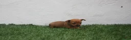 Raza Mixta perros en venta: Minijack - Anuncio 17