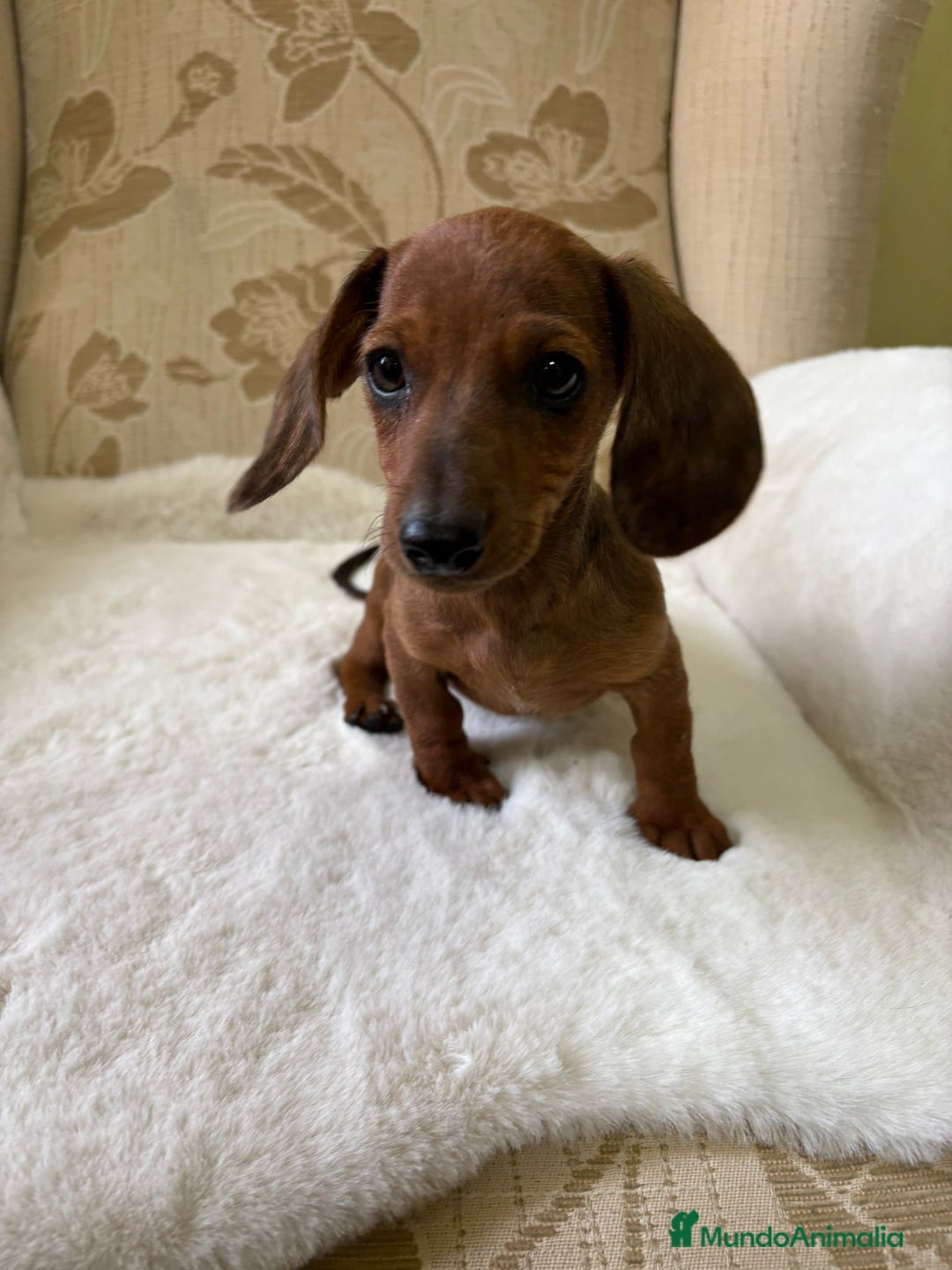 Teckel Miniatura perros en venta: Teckel kaninchen cachorro macho  - Imagen 7