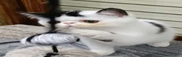 Exótico de Pelo Corto gatos en venta: Exotico  en Barcelona - Anuncio 5