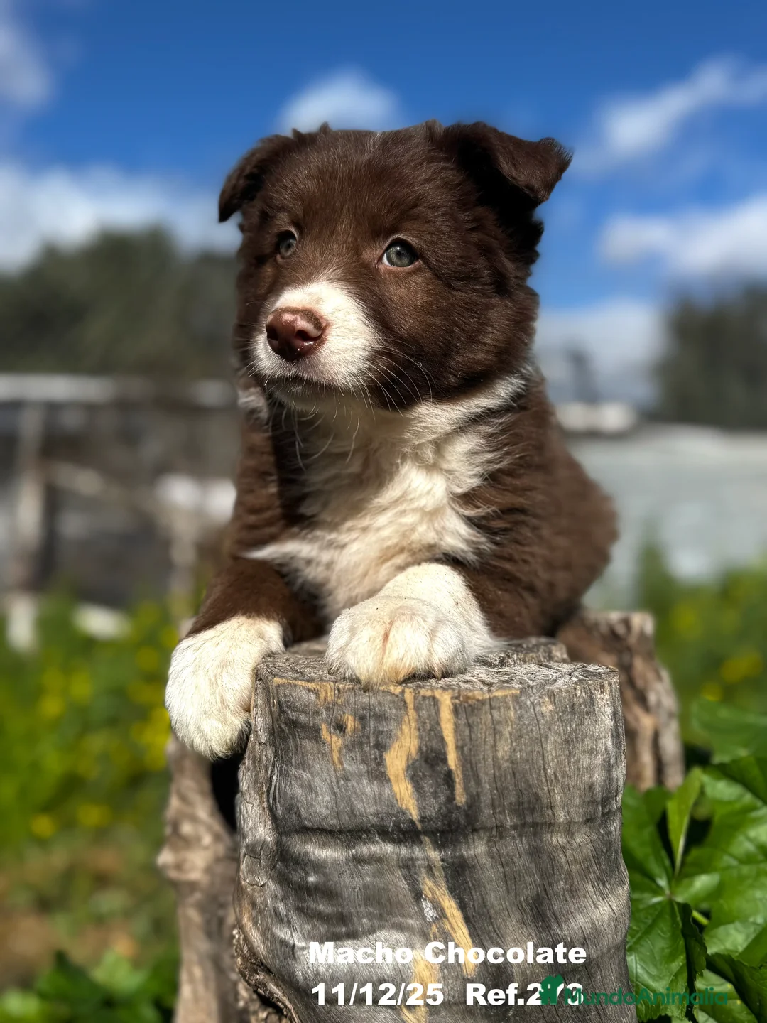 Border Collie perros en venta: BORDER COLLIE - Anuncio 25