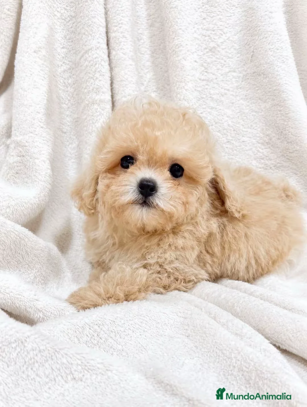 Maltipoo perros en venta: Monísima Maltipoo  - Anuncio 1