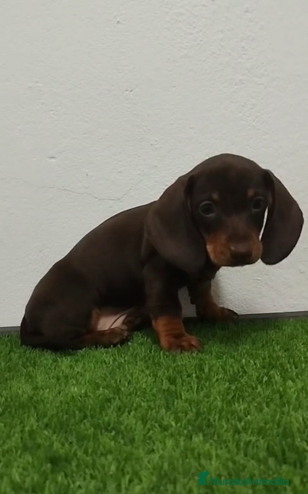 Teckel Miniatura perros Teckel miniatura chocolate fuego - Anuncio 28