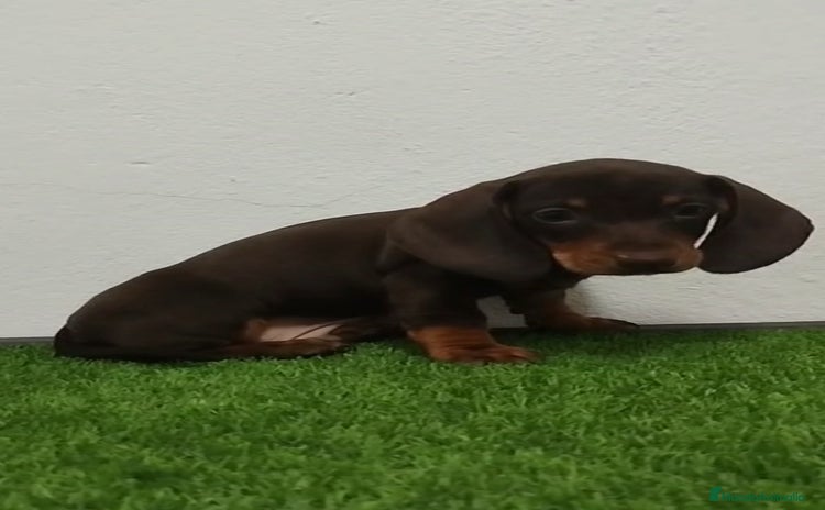 Teckel Miniatura perros - Anuncio 1