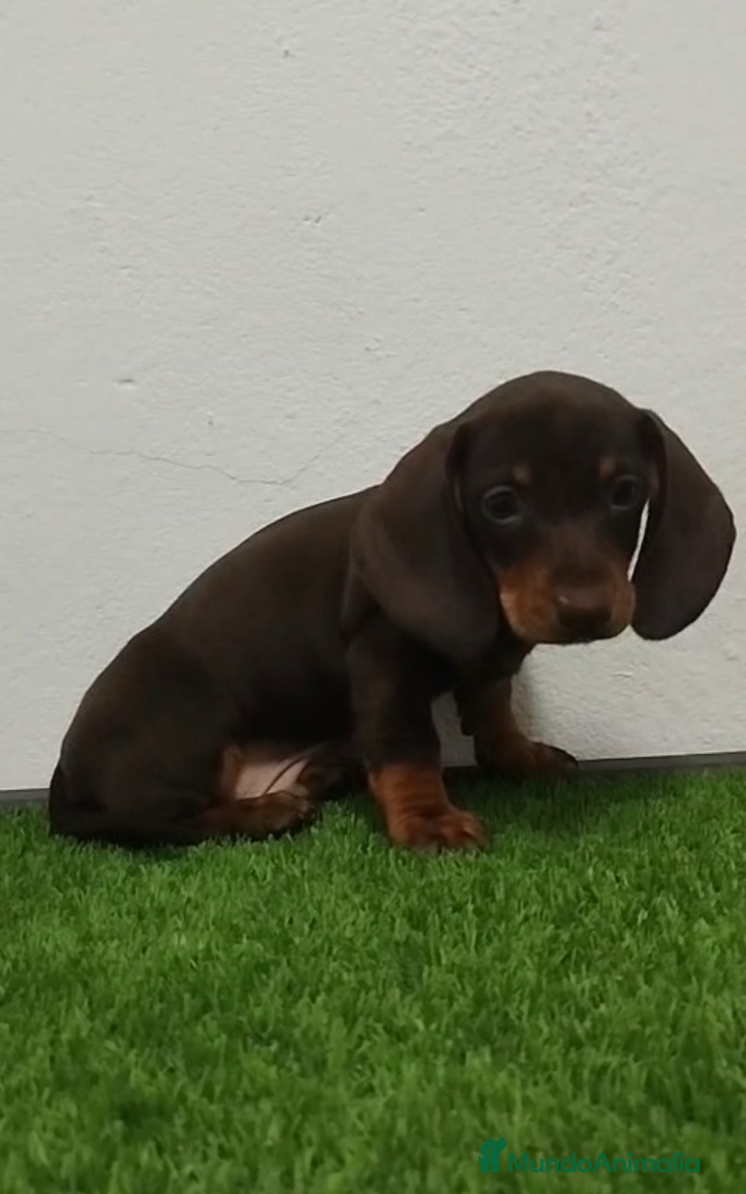 Teckel Miniatura perros en venta: Teckel miniatura chocolate fuego - Imagen 1