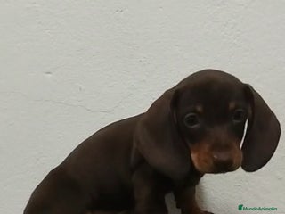 Teckel Miniatura perros - Anuncio 2