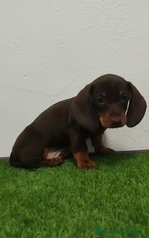 Teckel Miniatura perros - Anuncio 2