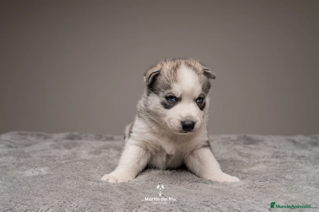 Husky Siberiano perros en venta: Cachorros HUSKY SIBERIANO en Barcelona - Anuncio 7