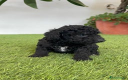Perro de Agua Español perros en venta: PERRO DE AGUA ESPAÑOL HEMBRA - Imagen 13