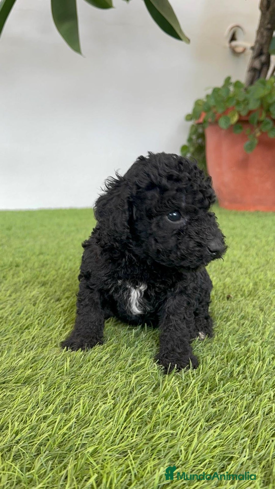 Perro de Agua Español perros en venta: PERRO DE AGUA ESPAÑOL HEMBRA - Imagen 13