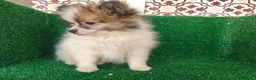 Pomerania perros en venta: Pomerania  - Anuncio 4