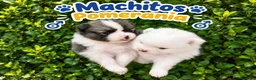 Pomerania perros en venta: CAMADA POMERANIAS CHIQUITINES  - Anuncio 3