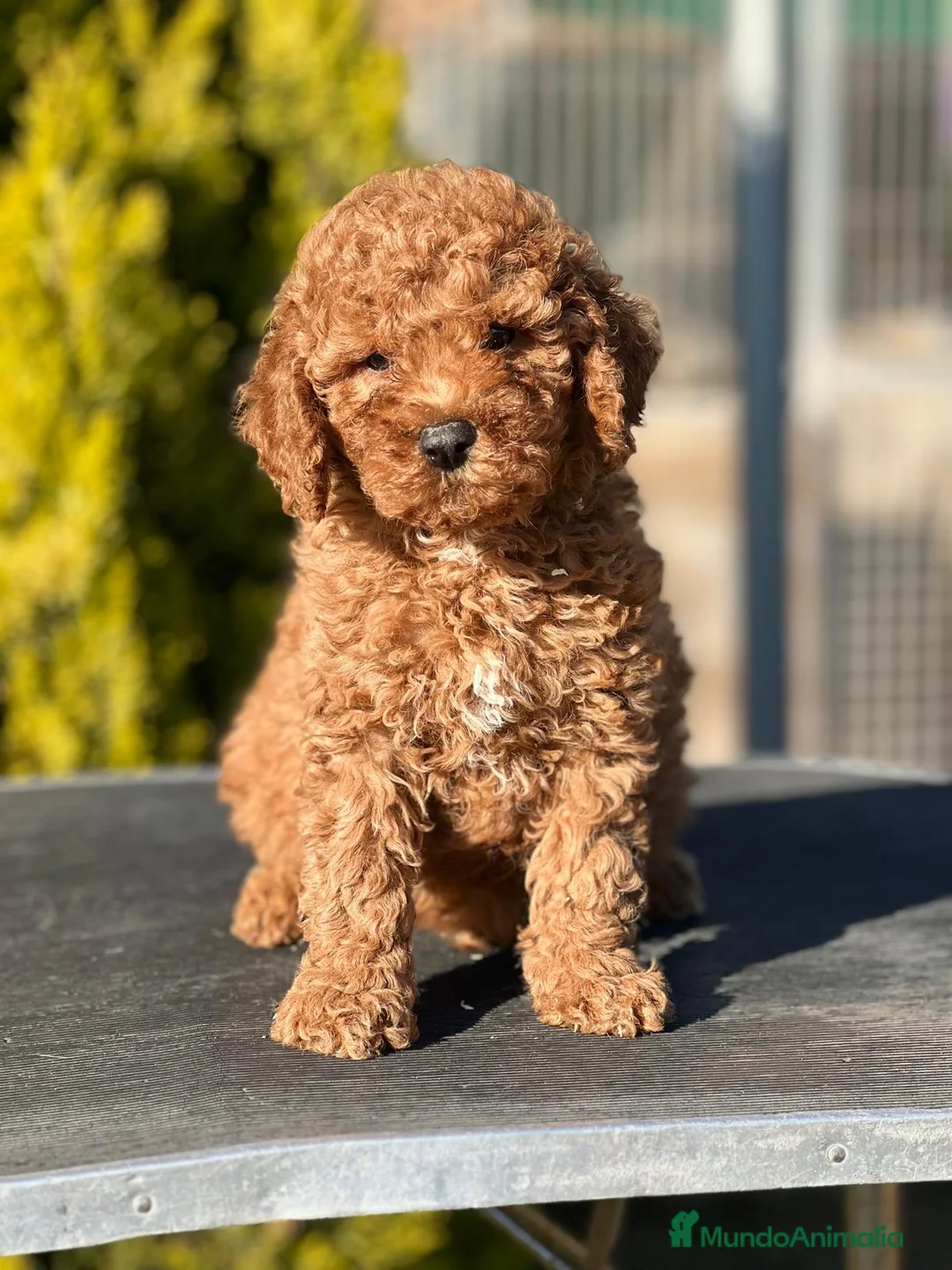 Caniche Enano perros en venta: CANICHE ENANO ROJO INTENSO! en Barcelona - Anuncio 4