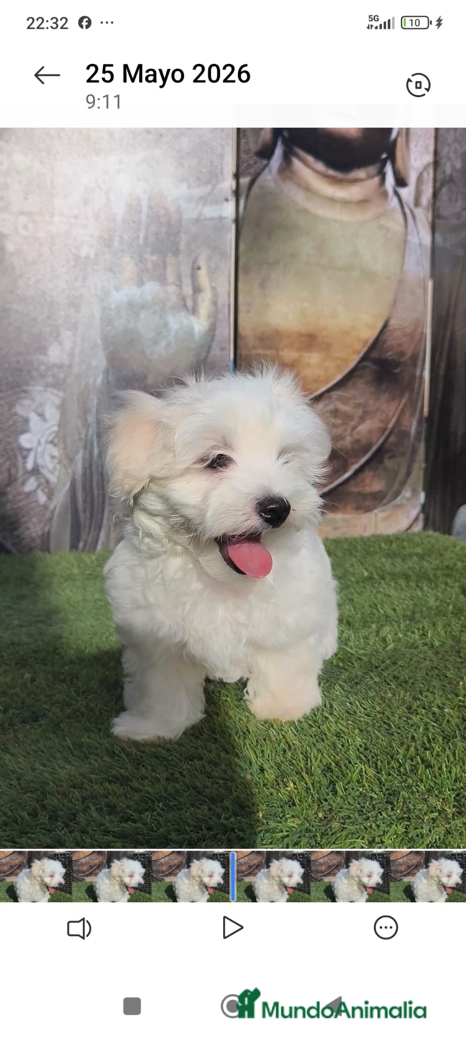 Bichón Maltés perros en venta: Bichon maltes - Anuncio 2