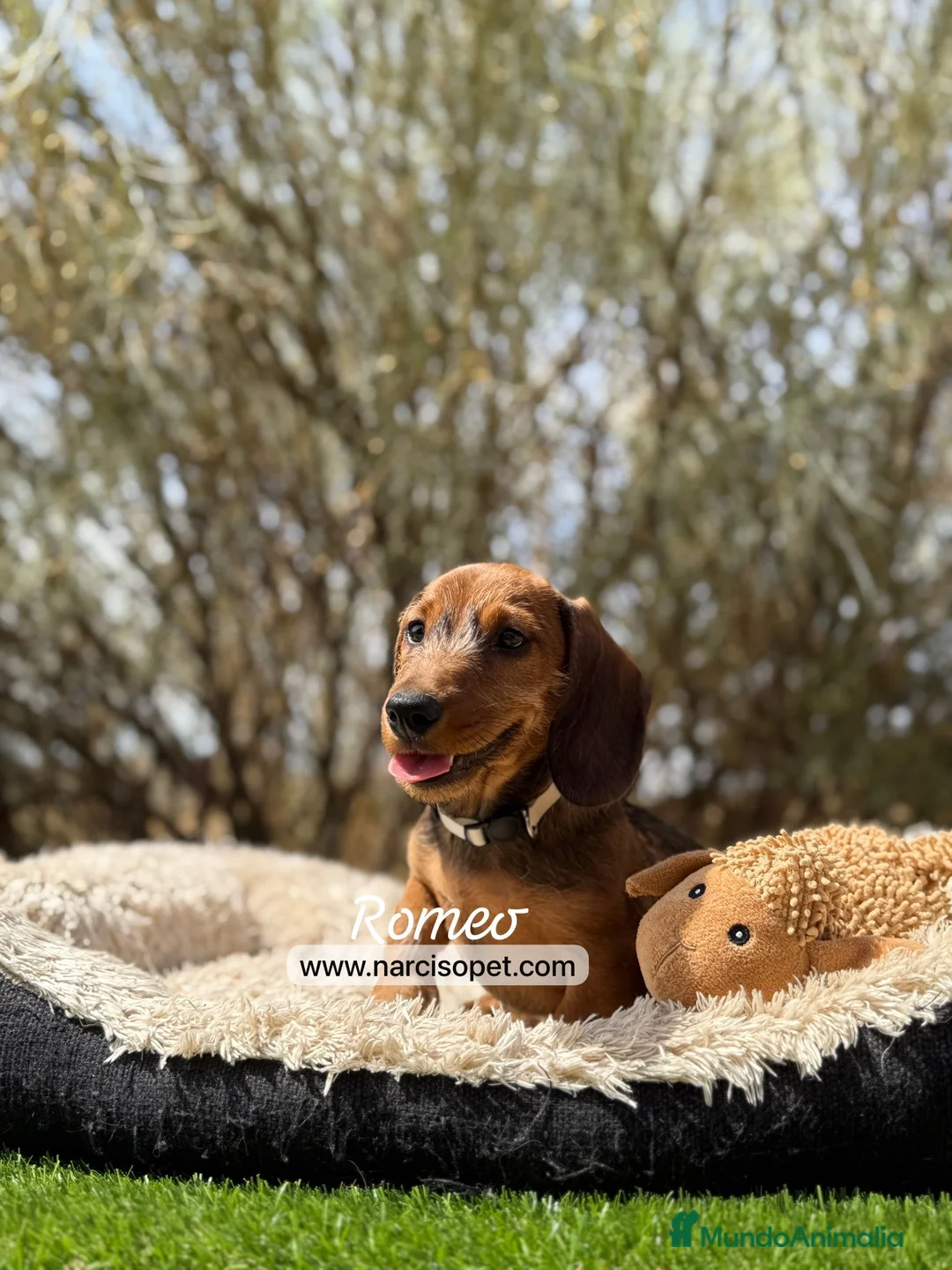 Teckel Miniatura perros en venta: TECKEL PELO DURO MINI - Anuncio 1