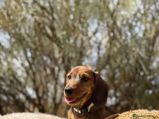 Teckel Miniatura perros TECKEL PELO DURO MINI - Anuncio 3