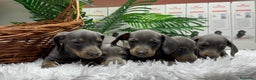 Teckel Miniatura perros en venta: TECKEL MINIATURA BLUE AND TAN - Anuncio 4