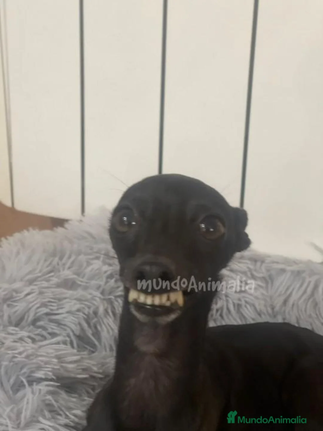 Imagen de galería {{count}}