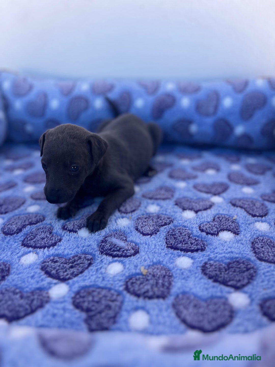 Whippet perros en venta: Whippet blue  - Imagen 18