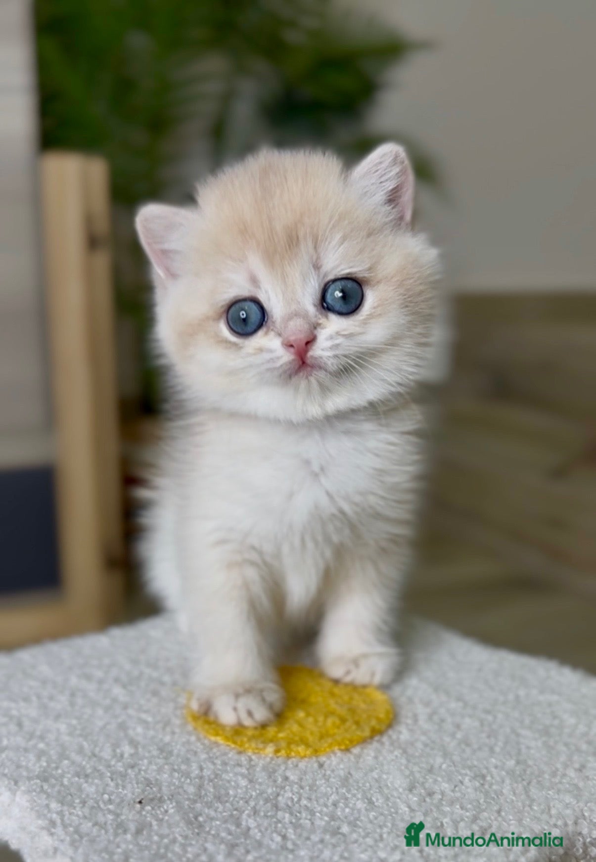 Británico de Pelo Corto gatos Camada H (2)  - Anuncio 2