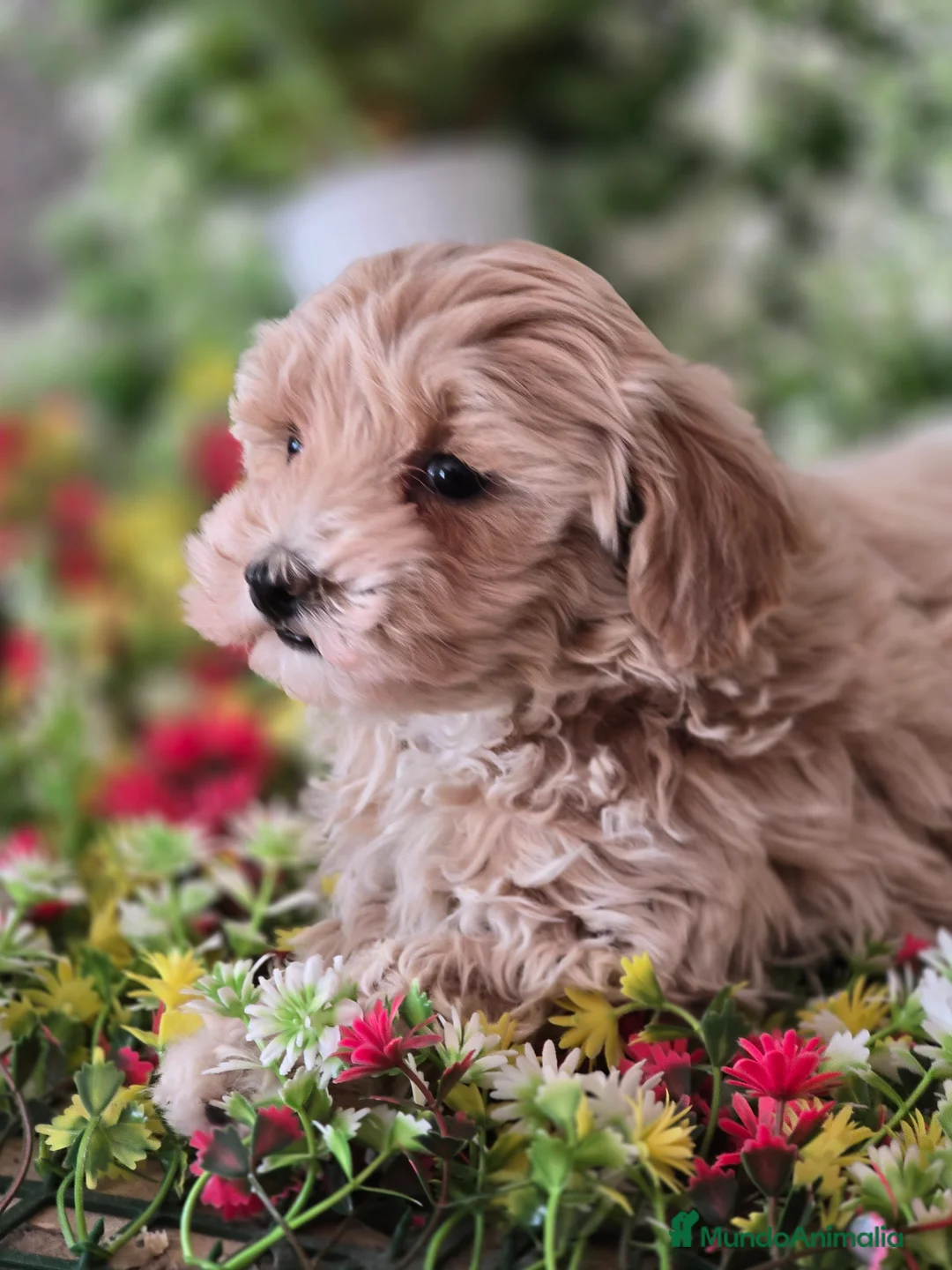 Maltipoo perros en venta: CAMADA DE MALTIPOO  en Almería - Anuncio 2