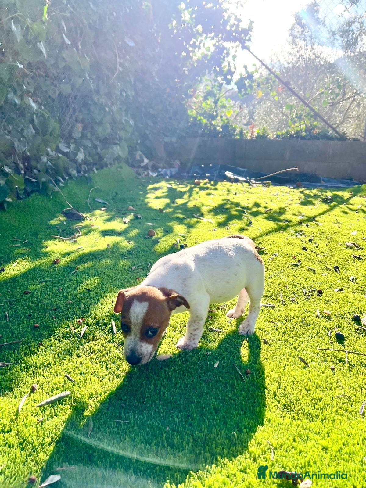 Jack Russell Terrier perros Jack patas cortas 🐾 - Anuncio 1