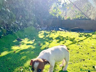 Jack Russell Terrier perros Jack patas cortas 🐾 - Anuncio 1