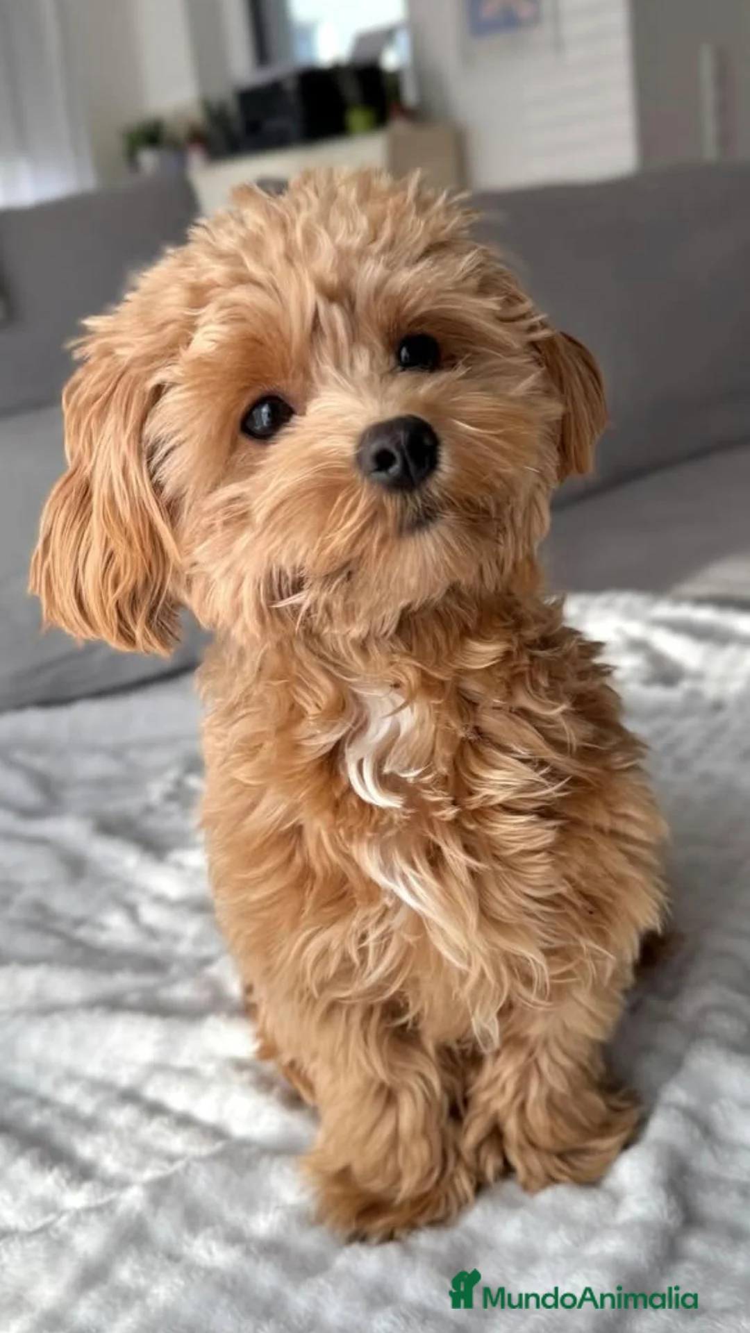 Maltipoo perros en venta: Maltipoo toy machos - Anuncio 1
