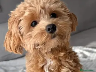 Maltipoo perros Maltipoo toy machos - Anuncio 1