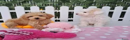 Caniche Toy perros en venta: Bebés Caniches Toy Machos  - Anuncio 3