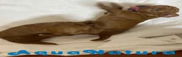 Caniche Enano perros en venta: Camada Caniche de Bella y Can - Anuncio 3
