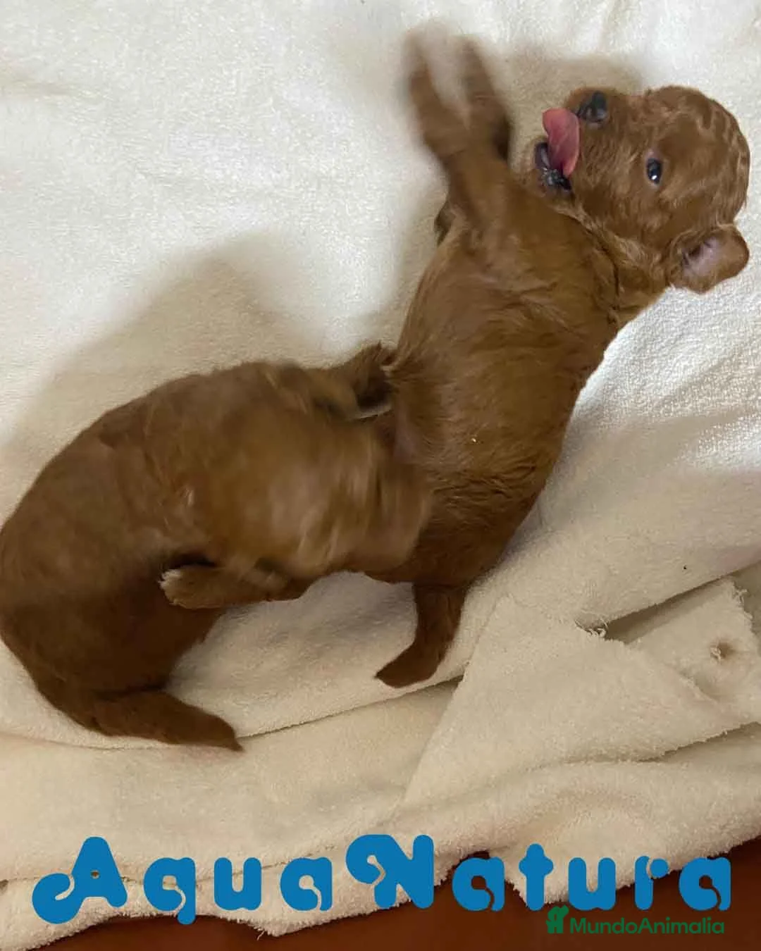 Caniche Enano perros en venta: Camada Caniche de Bella y Can - Anuncio 3